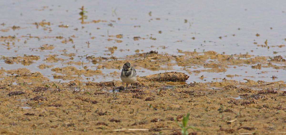 White Wagtail (British) - ML646136559