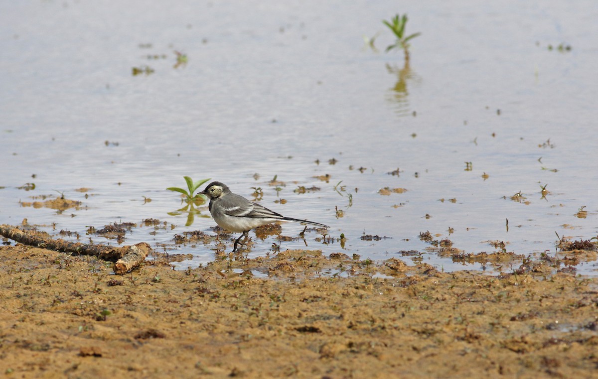 White Wagtail (British) - ML646136560