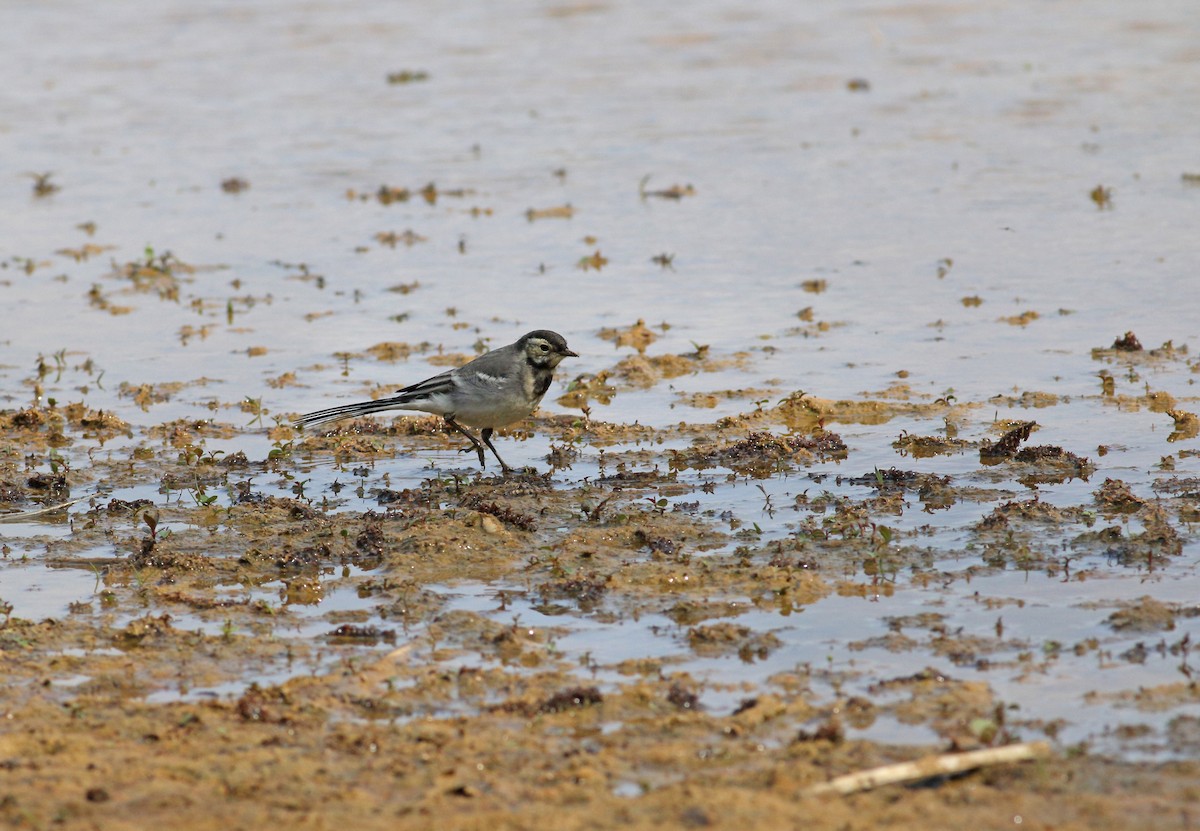 White Wagtail (British) - ML646136561