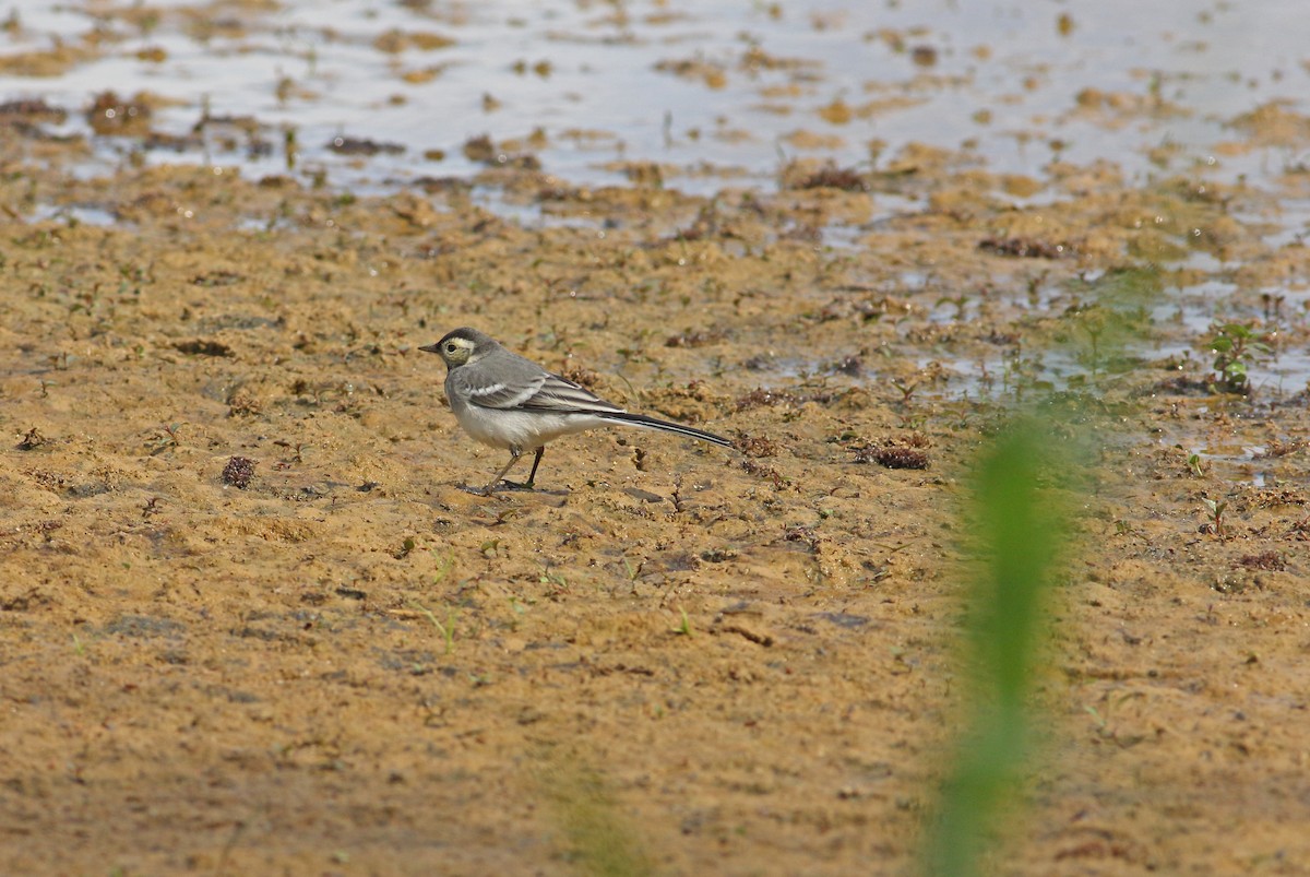White Wagtail (British) - ML646136562