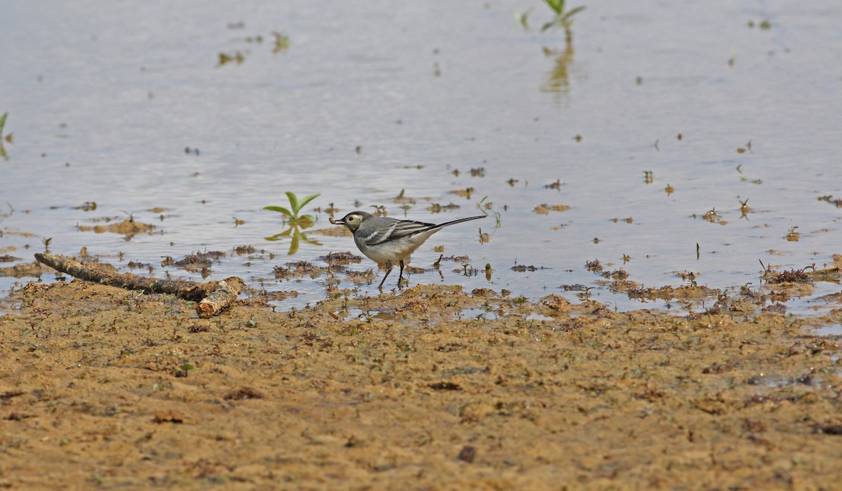 White Wagtail (British) - ML646136563