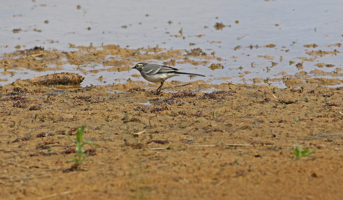 White Wagtail (British) - ML646136564