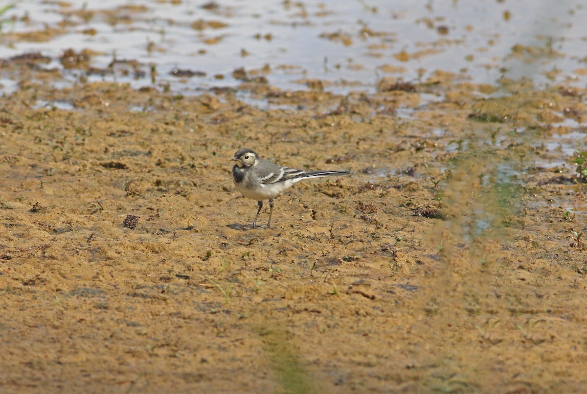 White Wagtail (British) - ML646136565