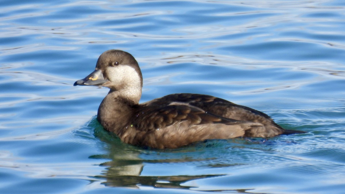 Black Scoter - ML646136570