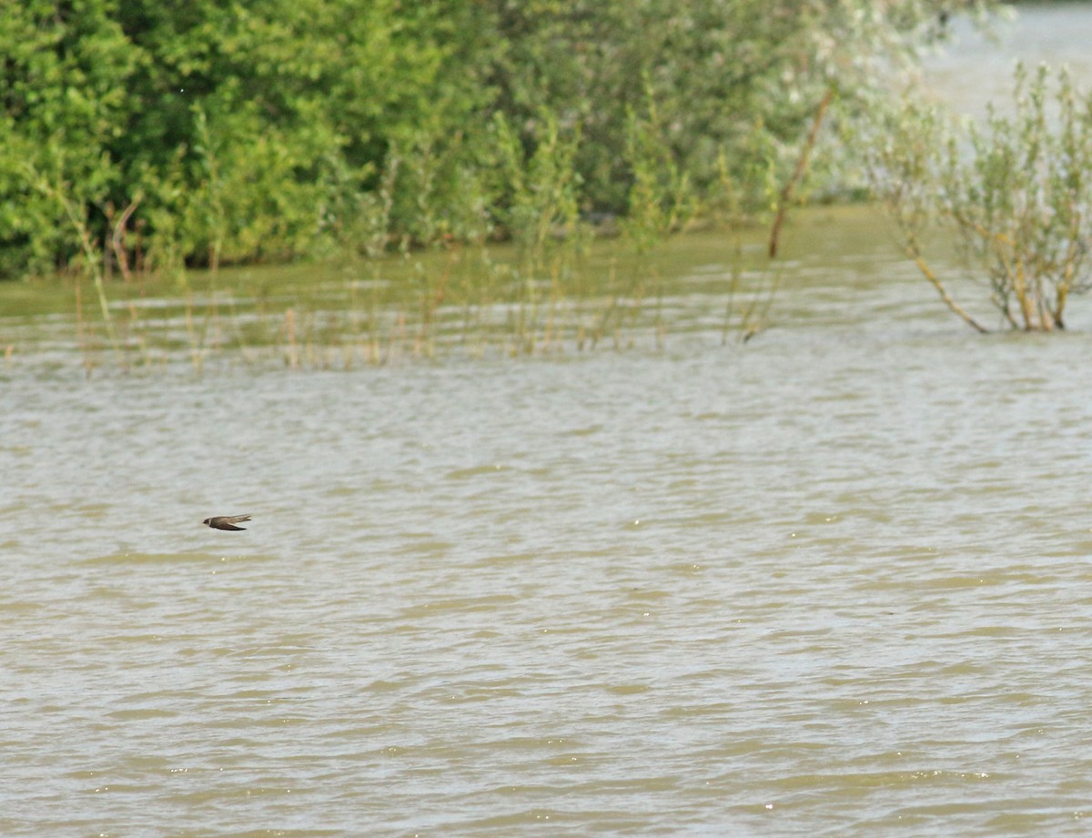 Bank Swallow - ML646136583