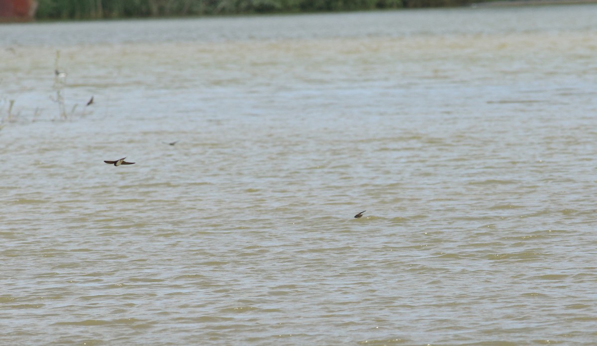 Bank Swallow - ML646136584