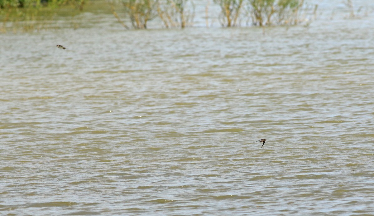 Bank Swallow - ML646136585