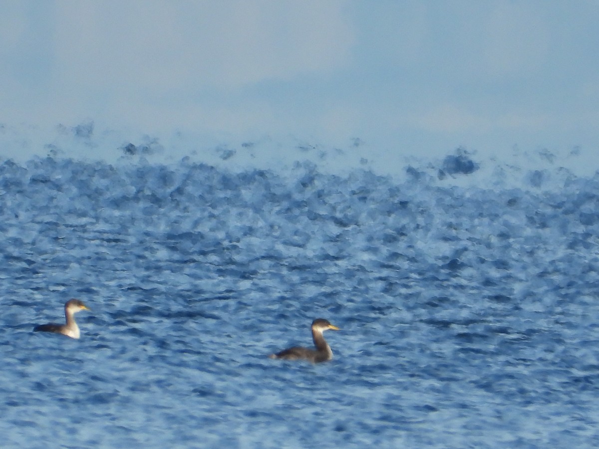 Red-necked Grebe - ML646136587
