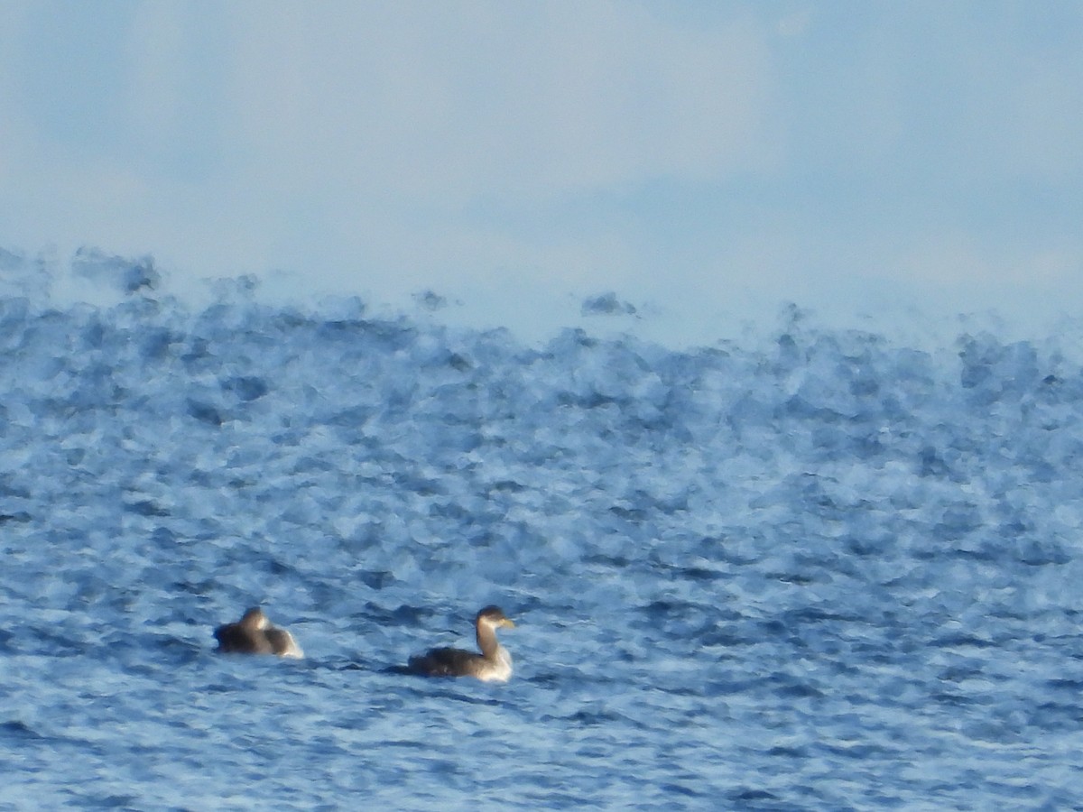 Red-necked Grebe - ML646136588