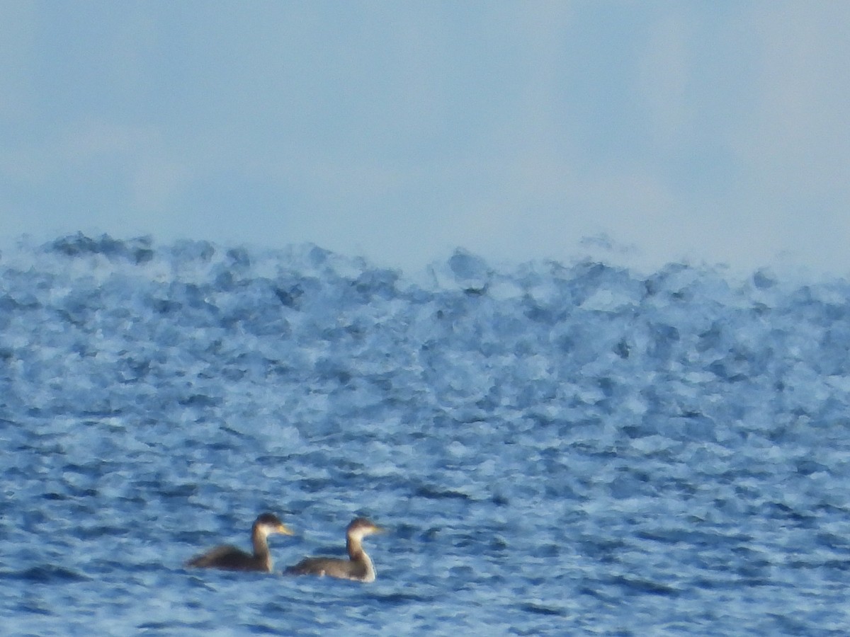 Red-necked Grebe - ML646136589