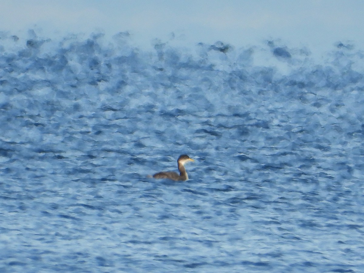 Red-necked Grebe - ML646136590