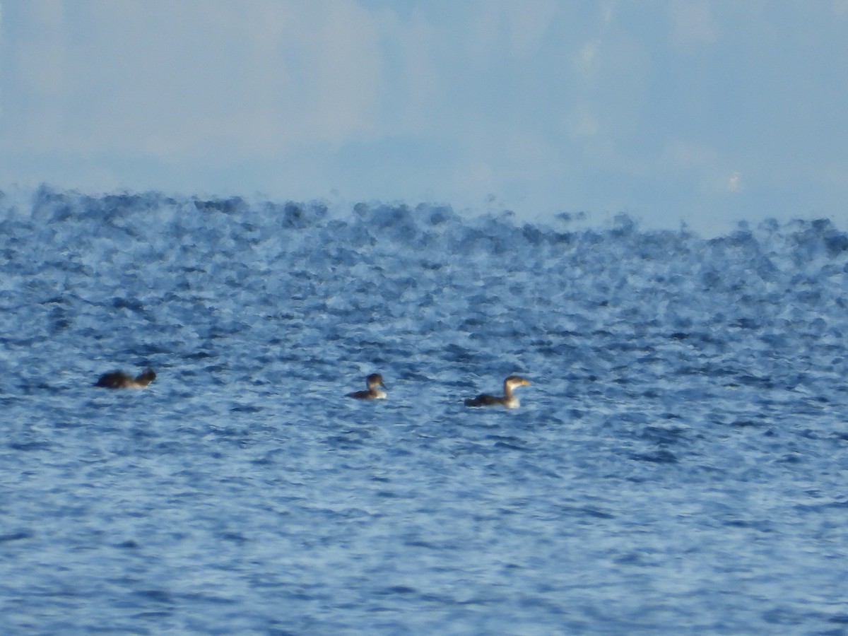 Red-necked Grebe - ML646136591