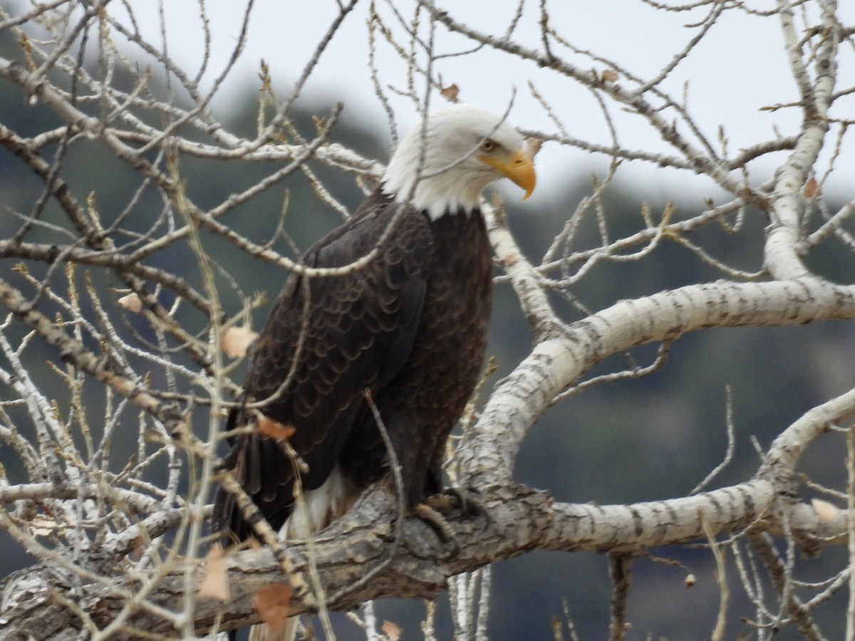Bald Eagle - ML646136592