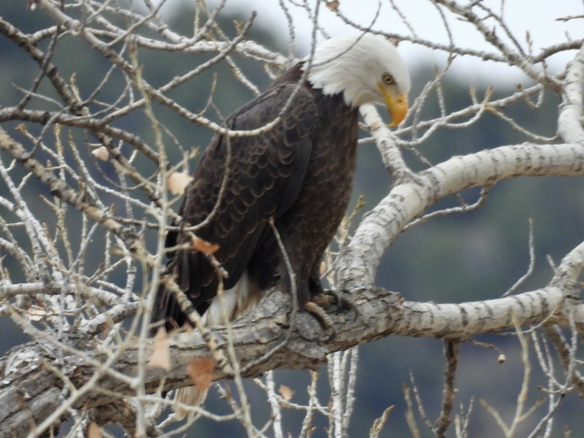 Bald Eagle - ML646136593