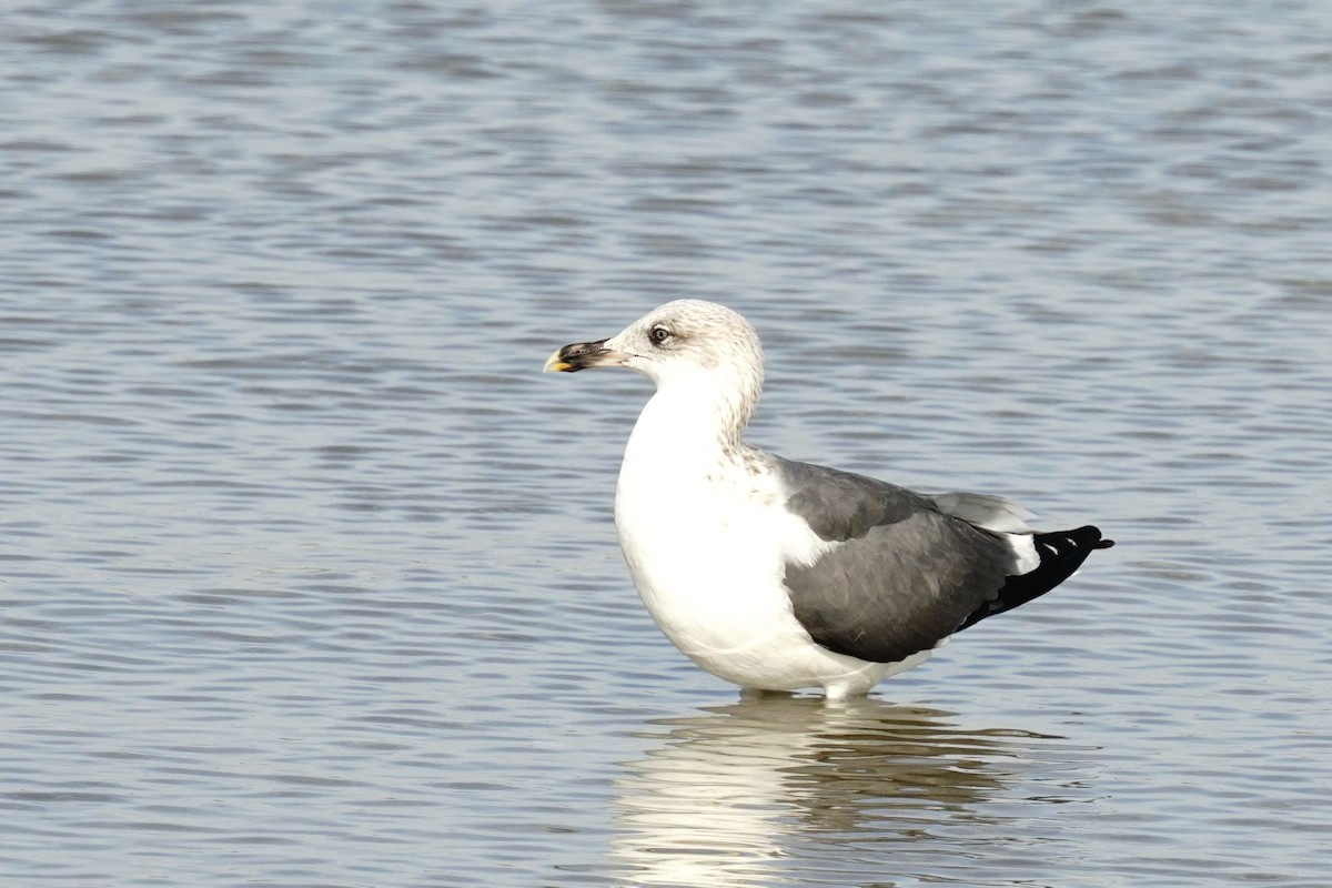 Lesser Black-backed Gull - ML646136594