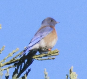 Western Bluebird - ML646136604