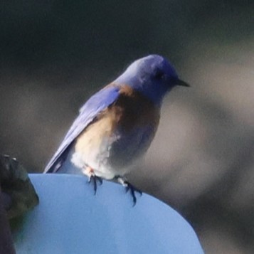 Western Bluebird - ML646136605