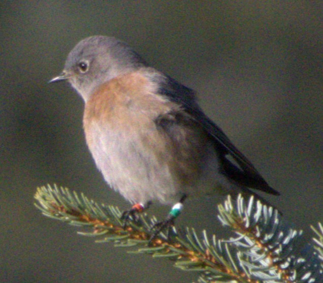 Western Bluebird - ML646136606