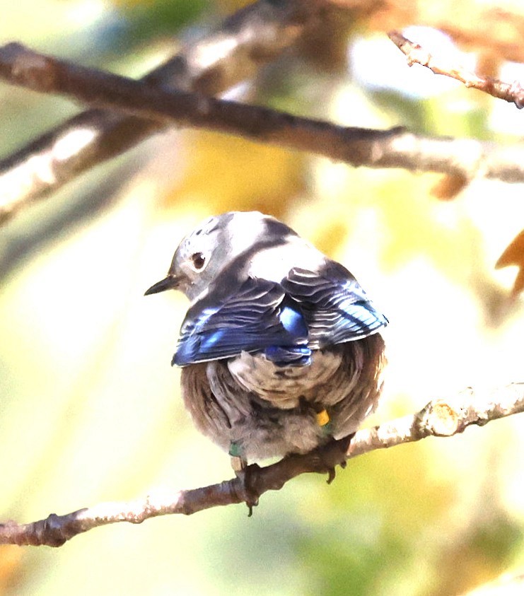 Western Bluebird - ML646136607