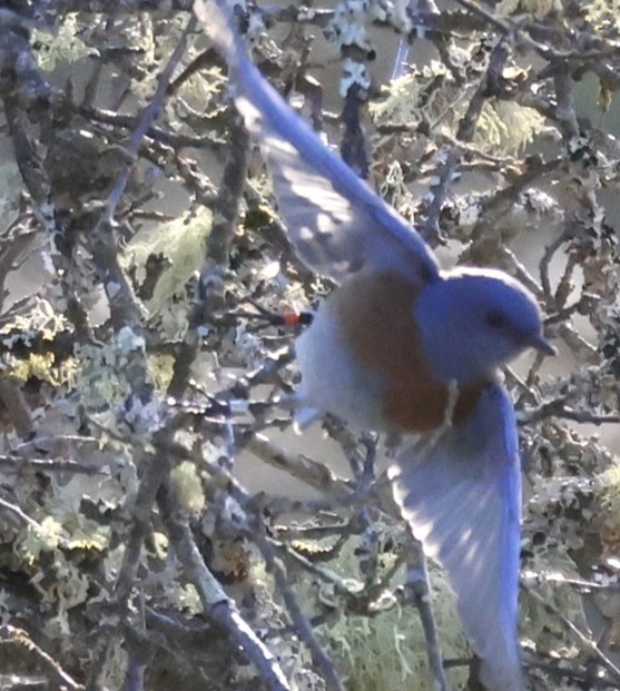 Western Bluebird - ML646136608