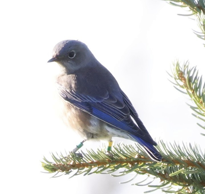 Western Bluebird - ML646136609