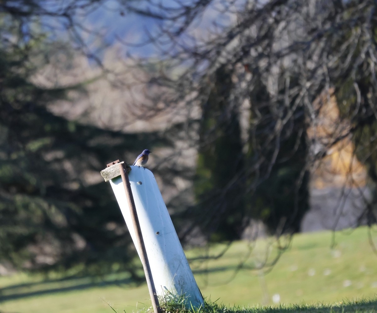 Western Bluebird - ML646136610