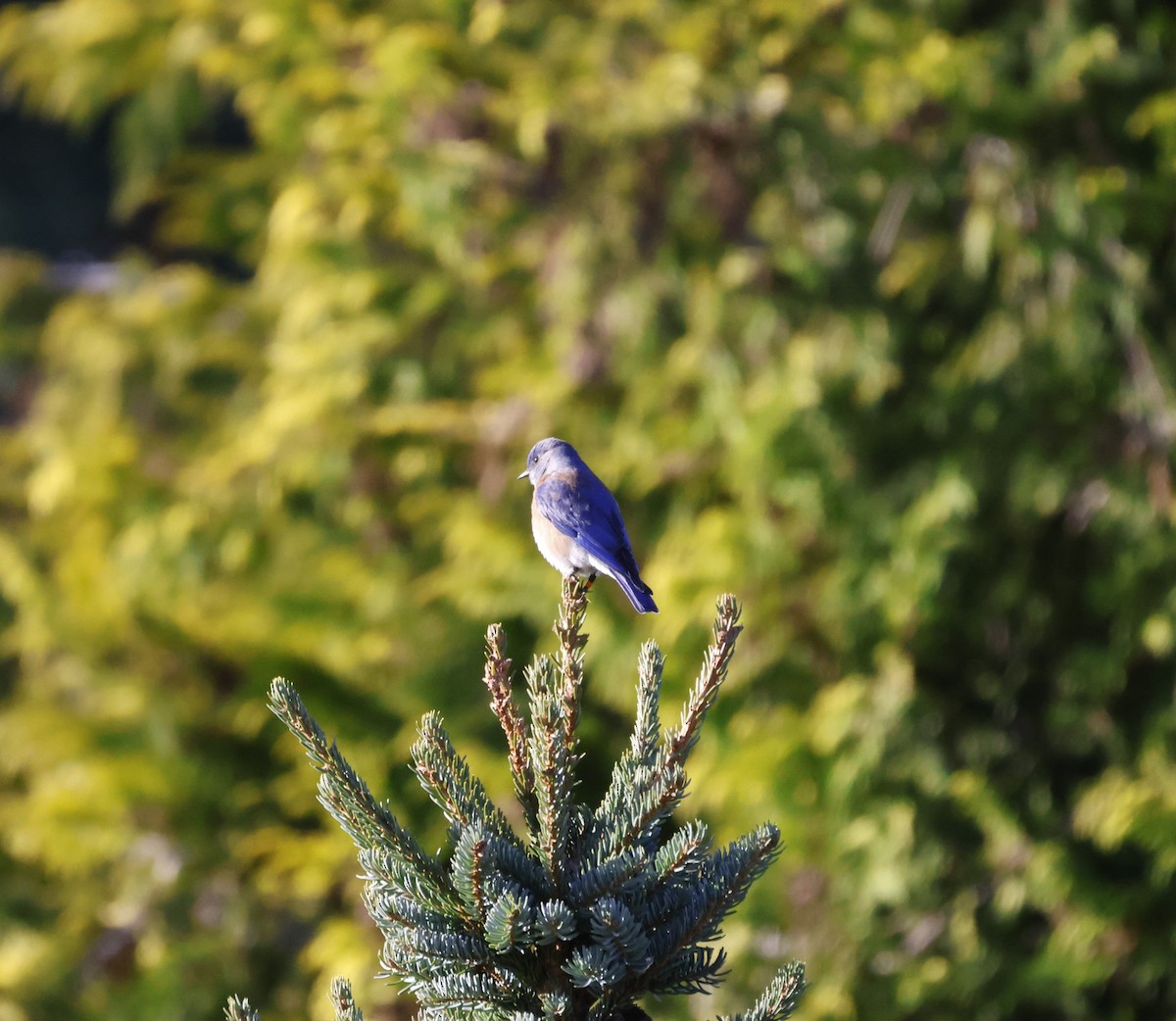Western Bluebird - ML646136611