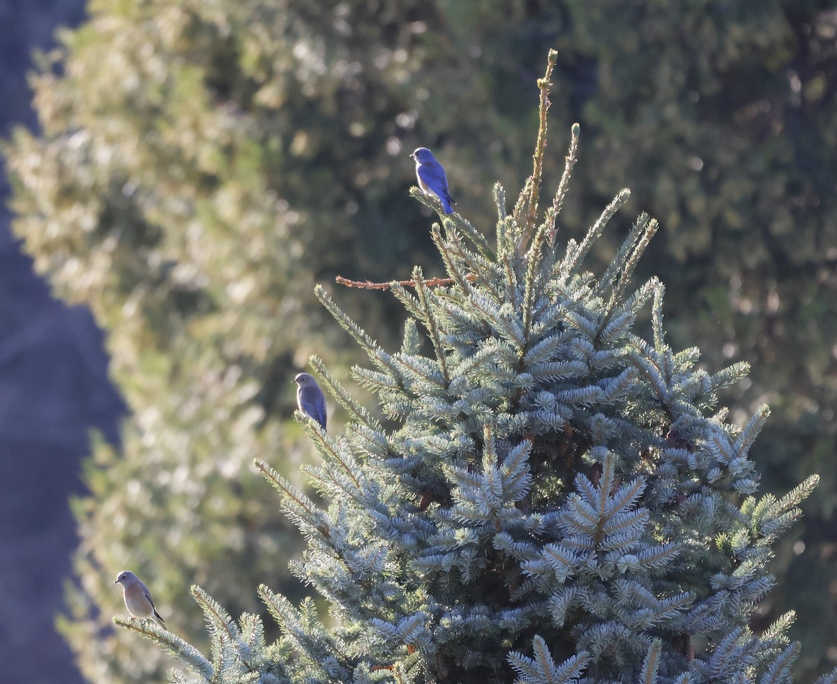 Western Bluebird - ML646136612