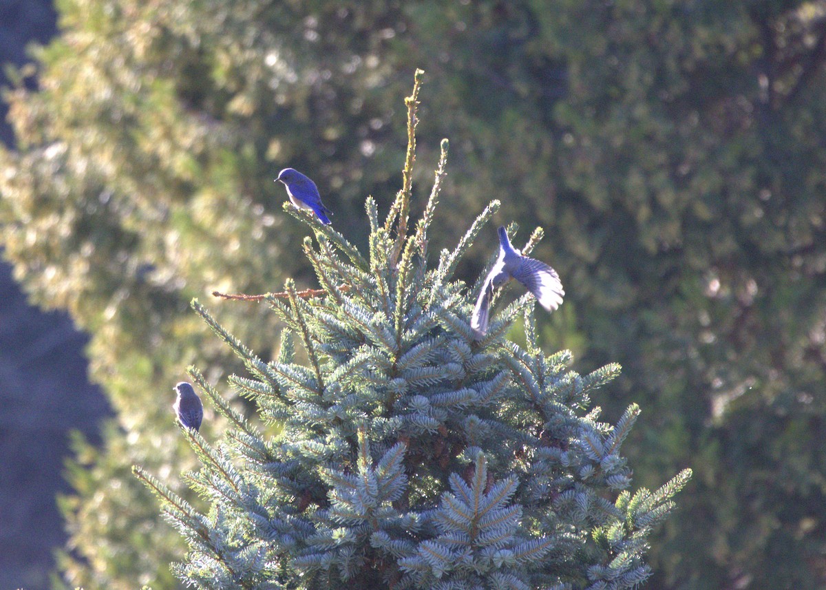 Western Bluebird - ML646136613
