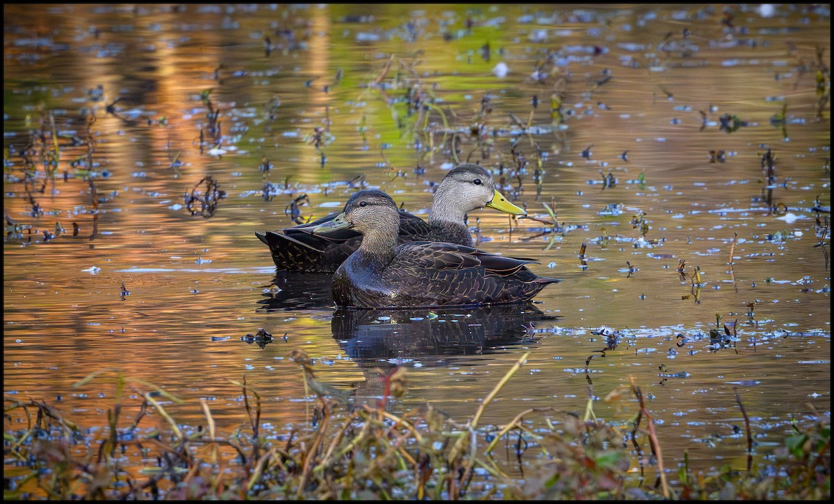 American Black Duck - ML646136618