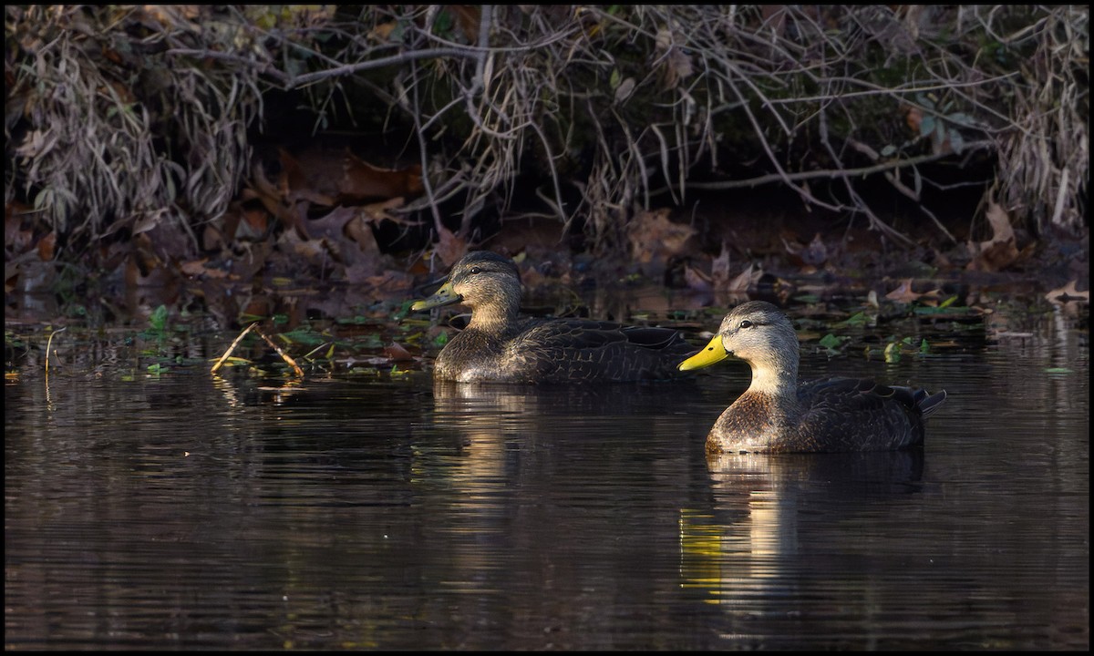 American Black Duck - ML646136619