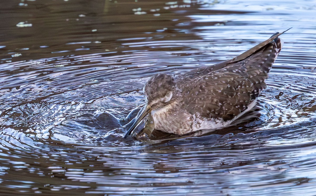 Solitary Sandpiper - ML646136621