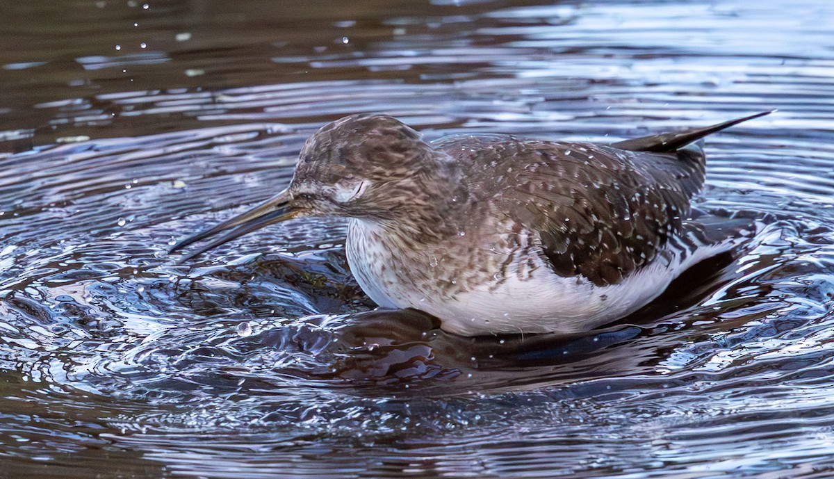 Solitary Sandpiper - ML646136622