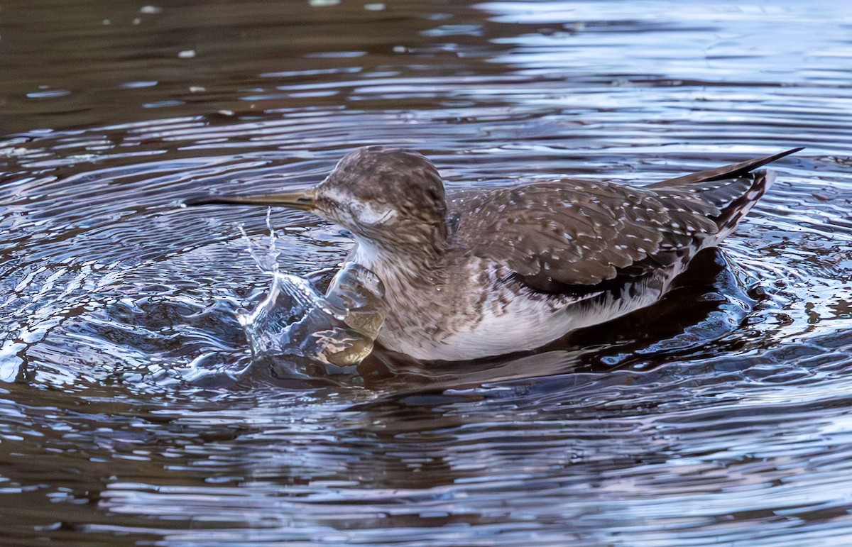 Solitary Sandpiper - ML646136623