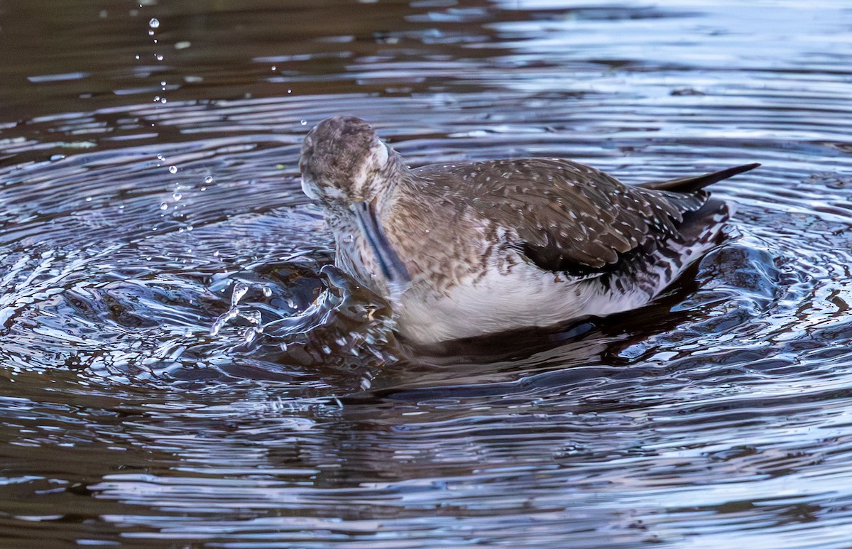 Solitary Sandpiper - ML646136624