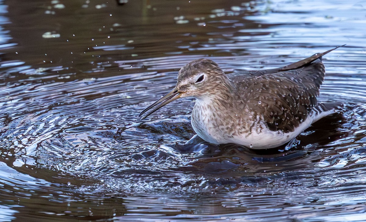 Solitary Sandpiper - ML646136625