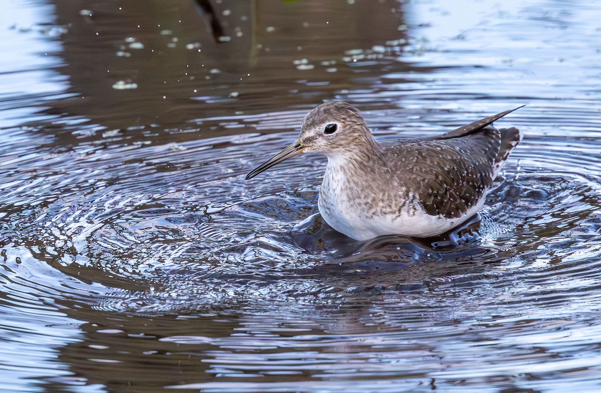 Solitary Sandpiper - ML646136626