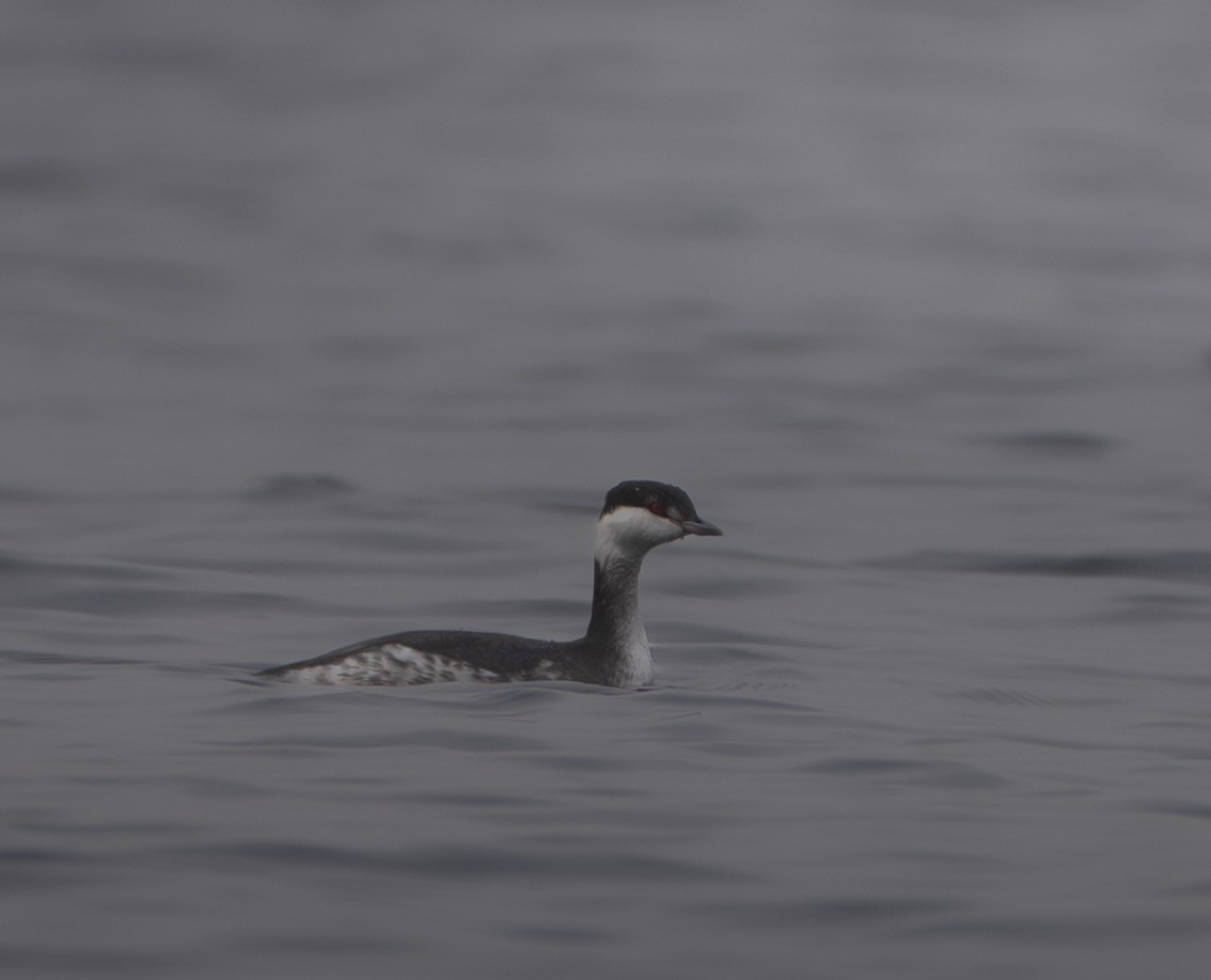 Horned Grebe - ML646136627