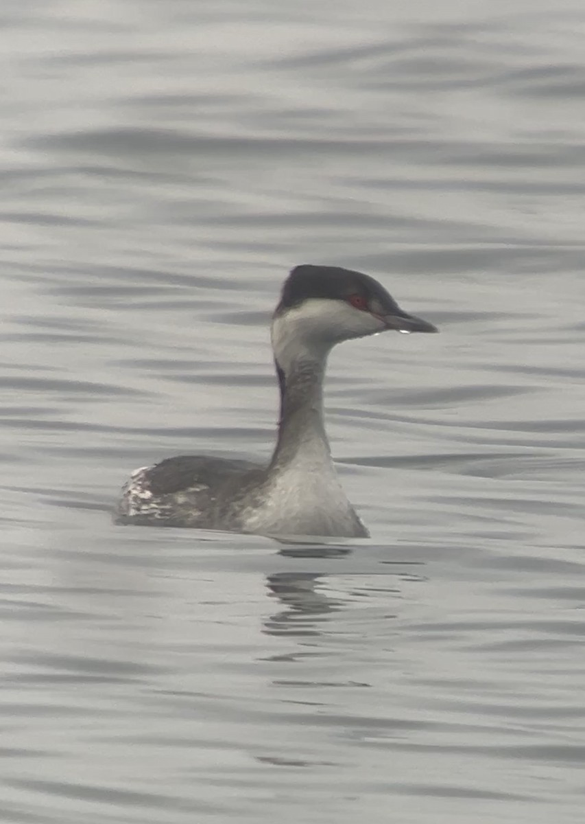 Horned Grebe - ML646136628