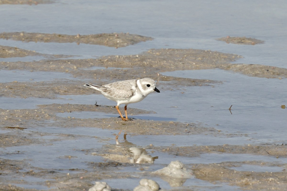 Piping Plover - ML646136632