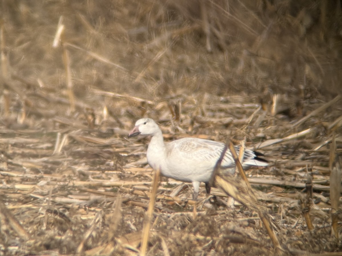 Snow Goose - ML646136642