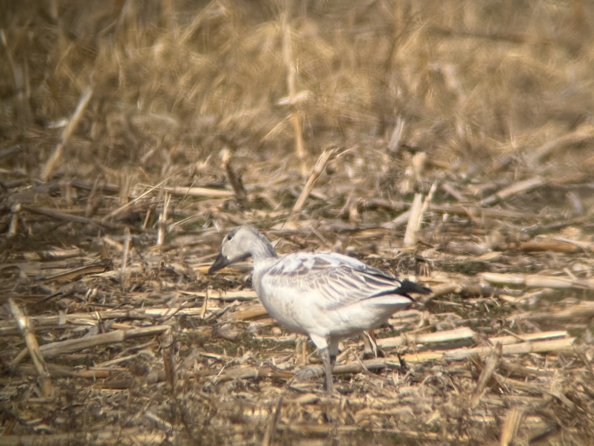 Snow Goose - ML646136643