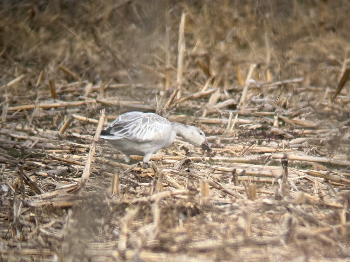 Snow Goose - ML646136644