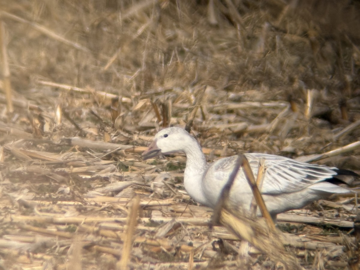 Snow Goose - ML646136645