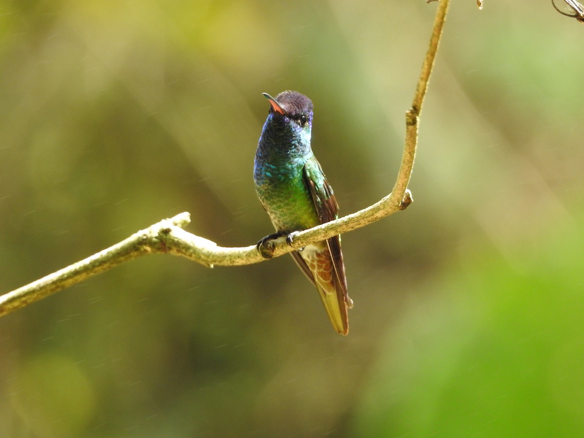 Golden-tailed Sapphire - ML646136650