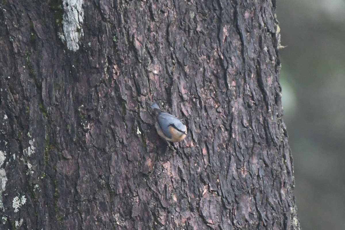 סיטה אירופית (סינית) - ML646136651