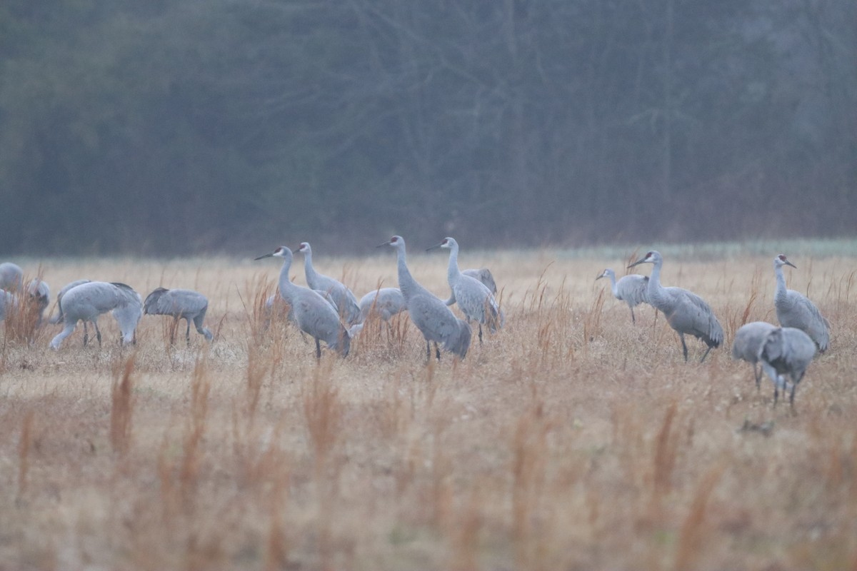 Sandhill Crane - ML646136652