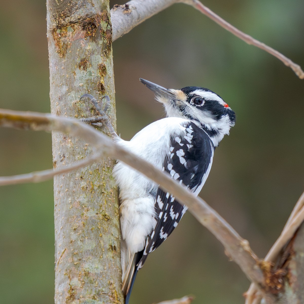 strakapoud americký - ML646136658