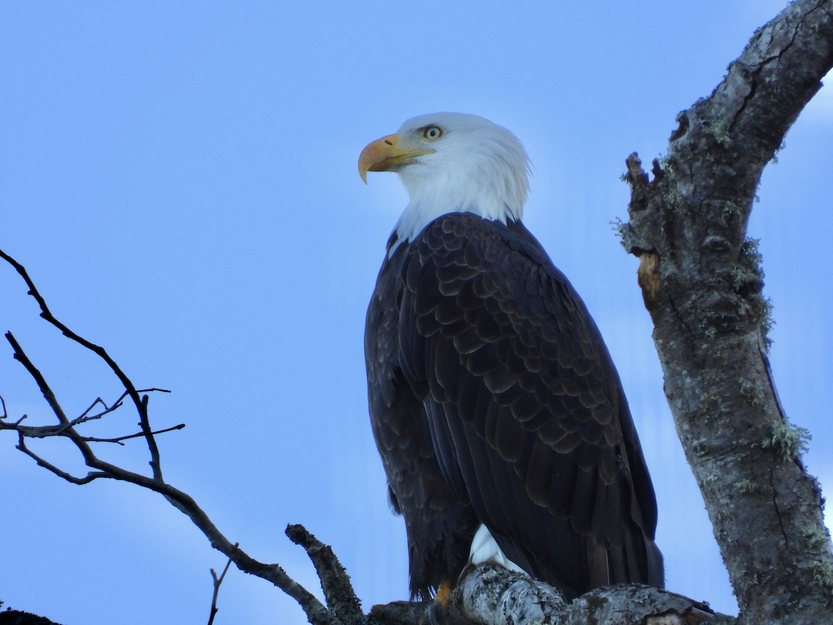 Bald Eagle - ML646136660