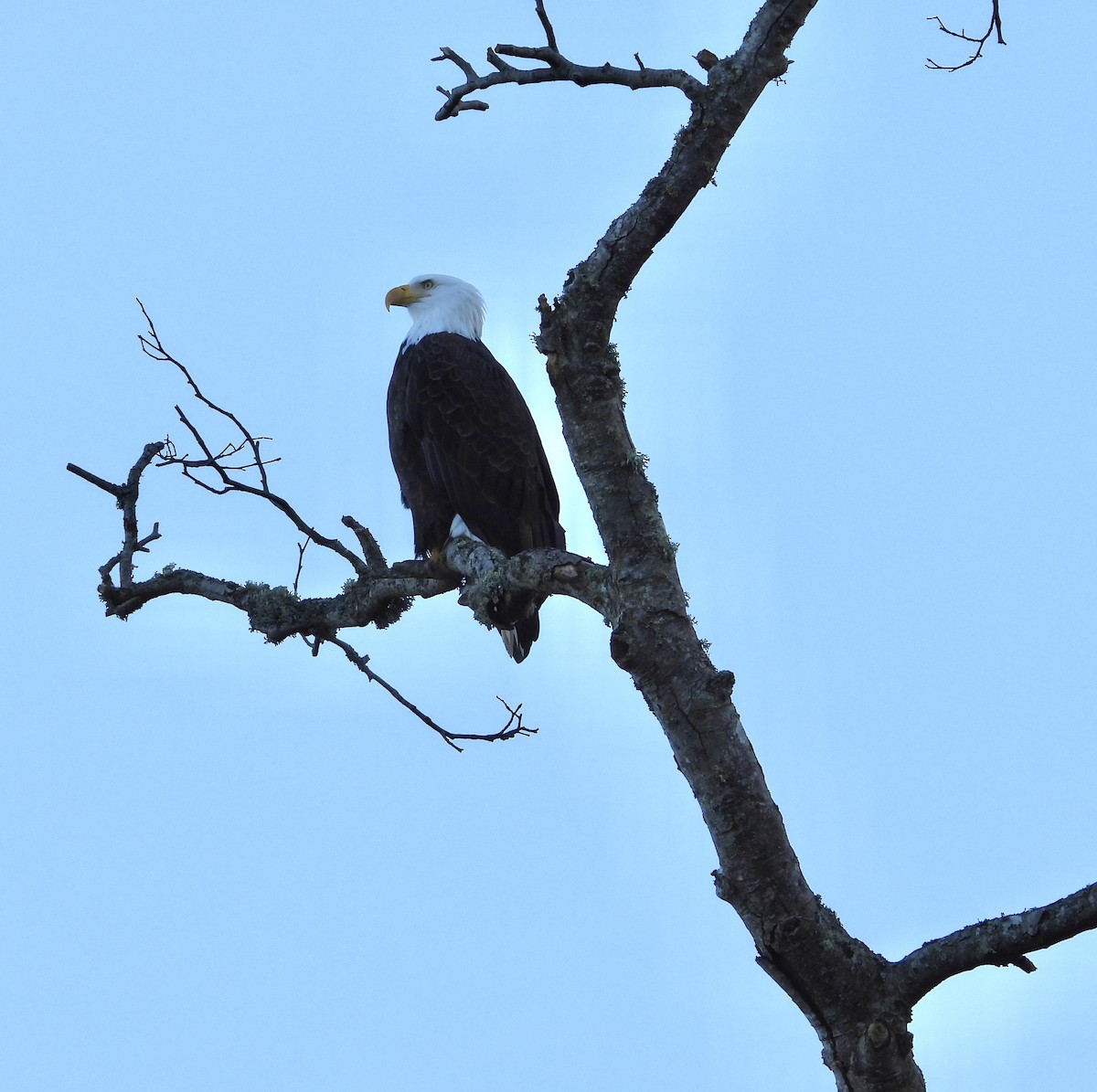 Bald Eagle - ML646136661
